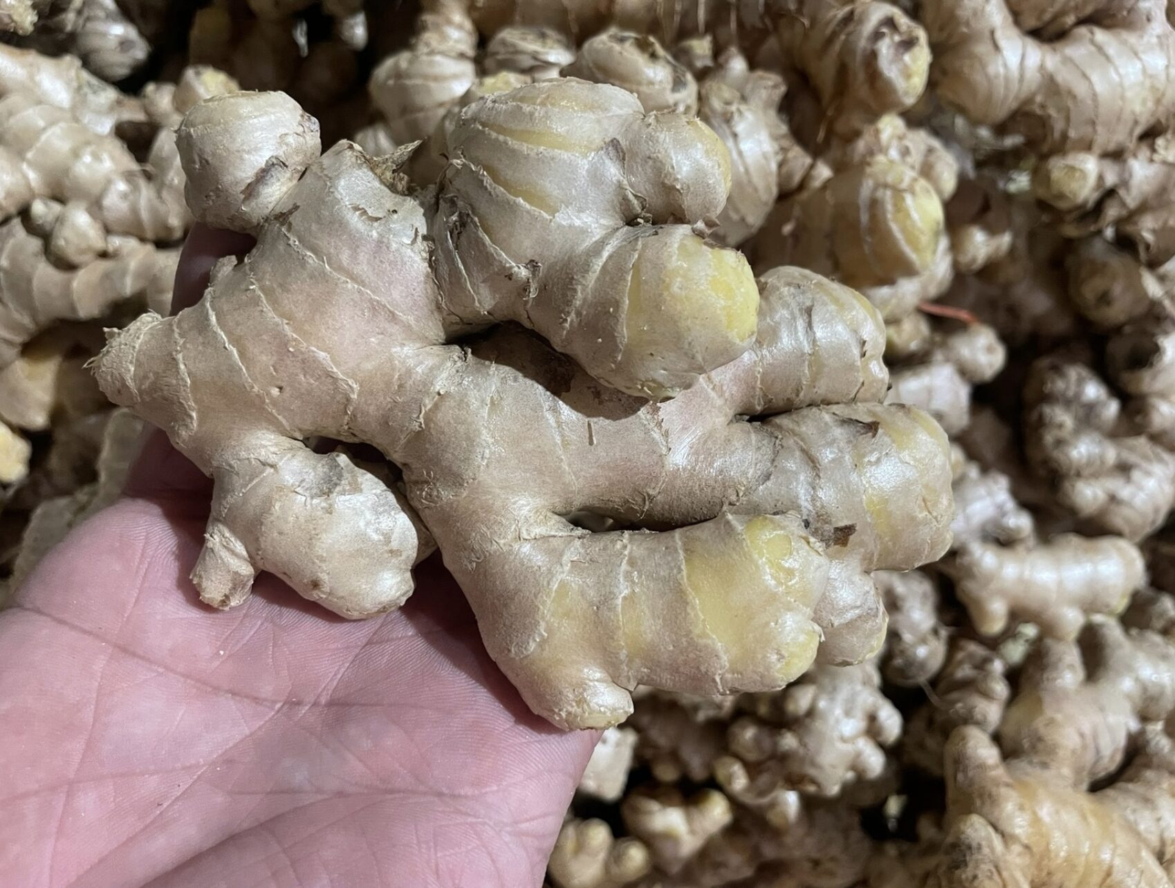 Vietnamese Organic Ginger – Pure Aroma, Natural Strength - Image 2