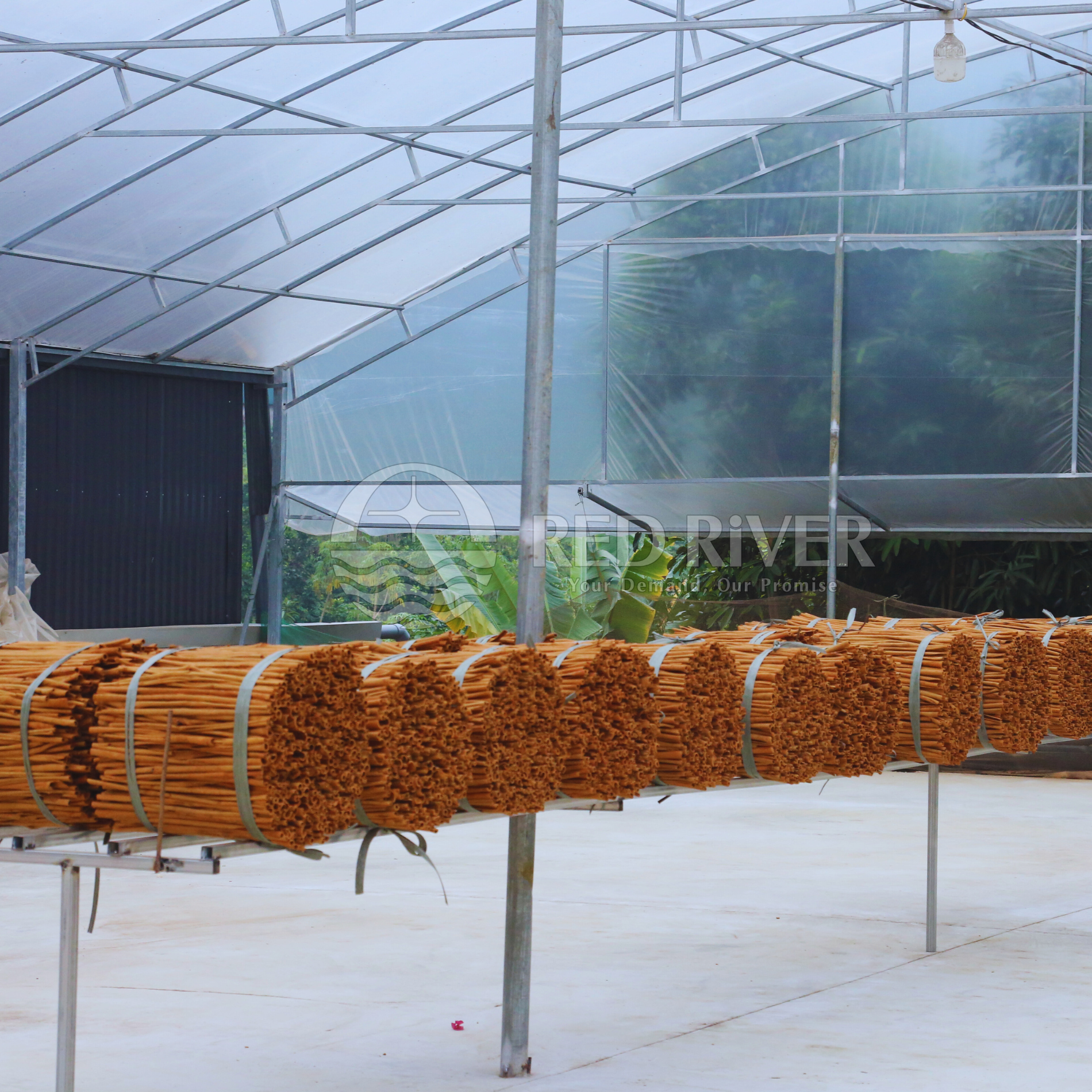 Cigarette Cinnamon - Image 4