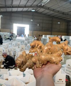 Vietnamese Organic Ginger – Pure Aroma, Natural Strength