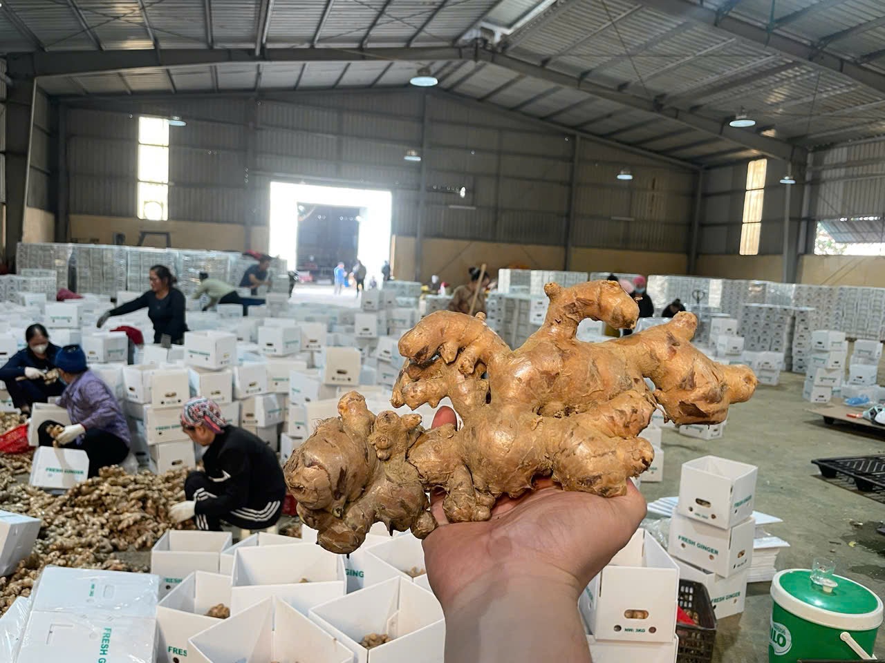 Vietnamese Organic Ginger – Pure Aroma, Natural Strength