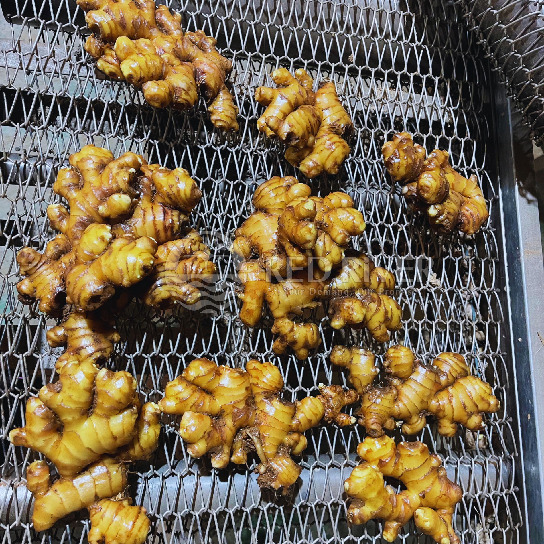 Fresh Ginger - Image 2