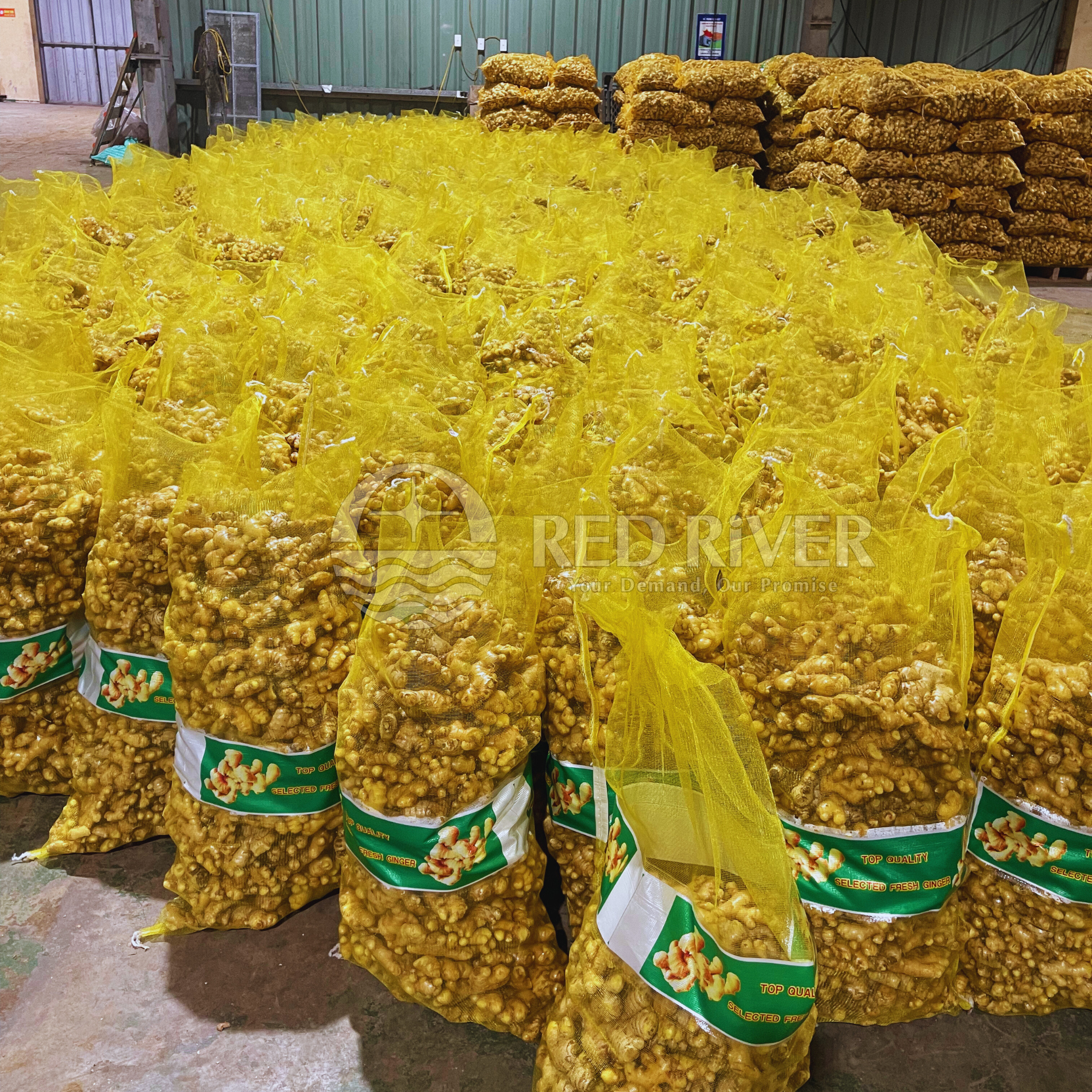 Fresh Ginger - Image 3