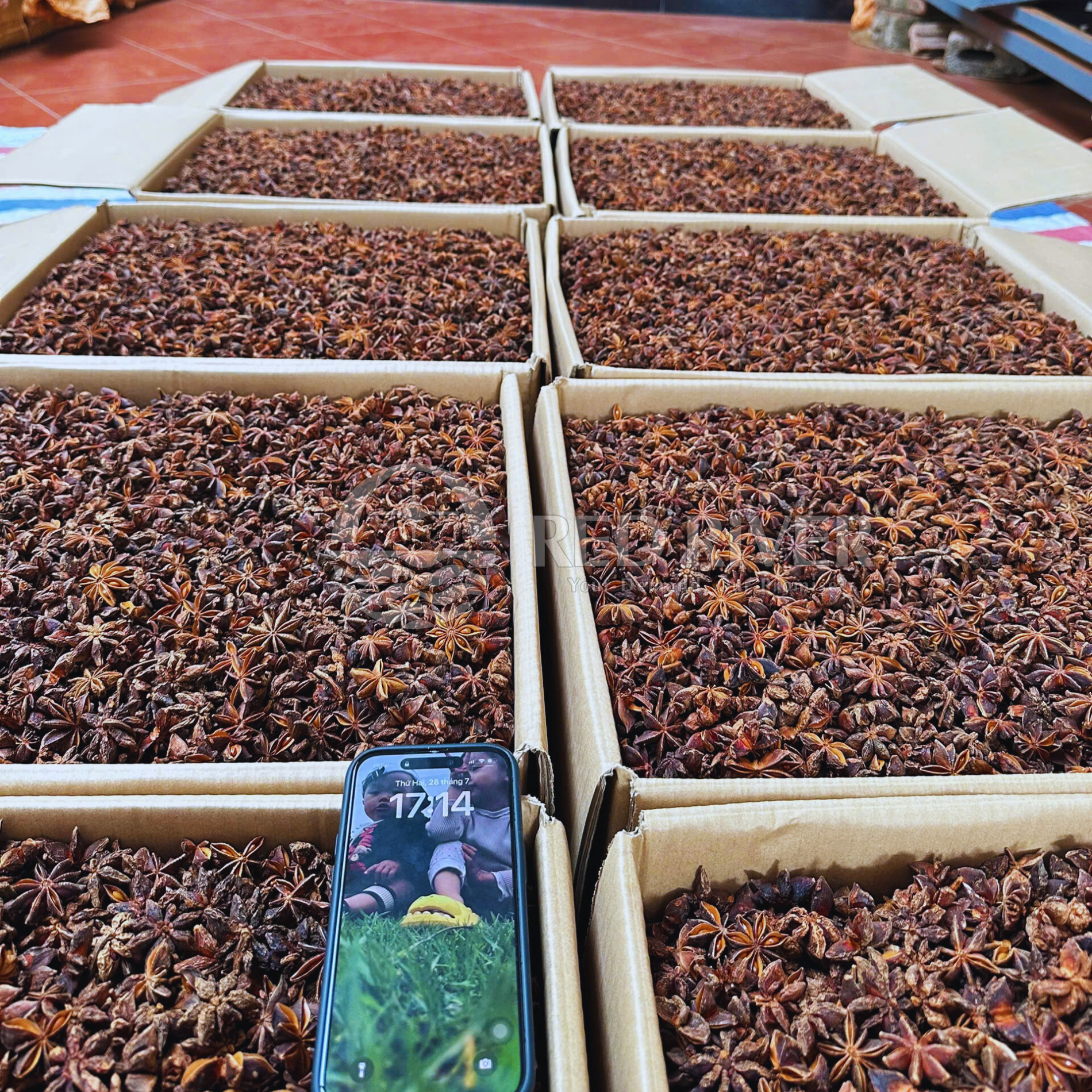 Star Anise Powder - Image 4