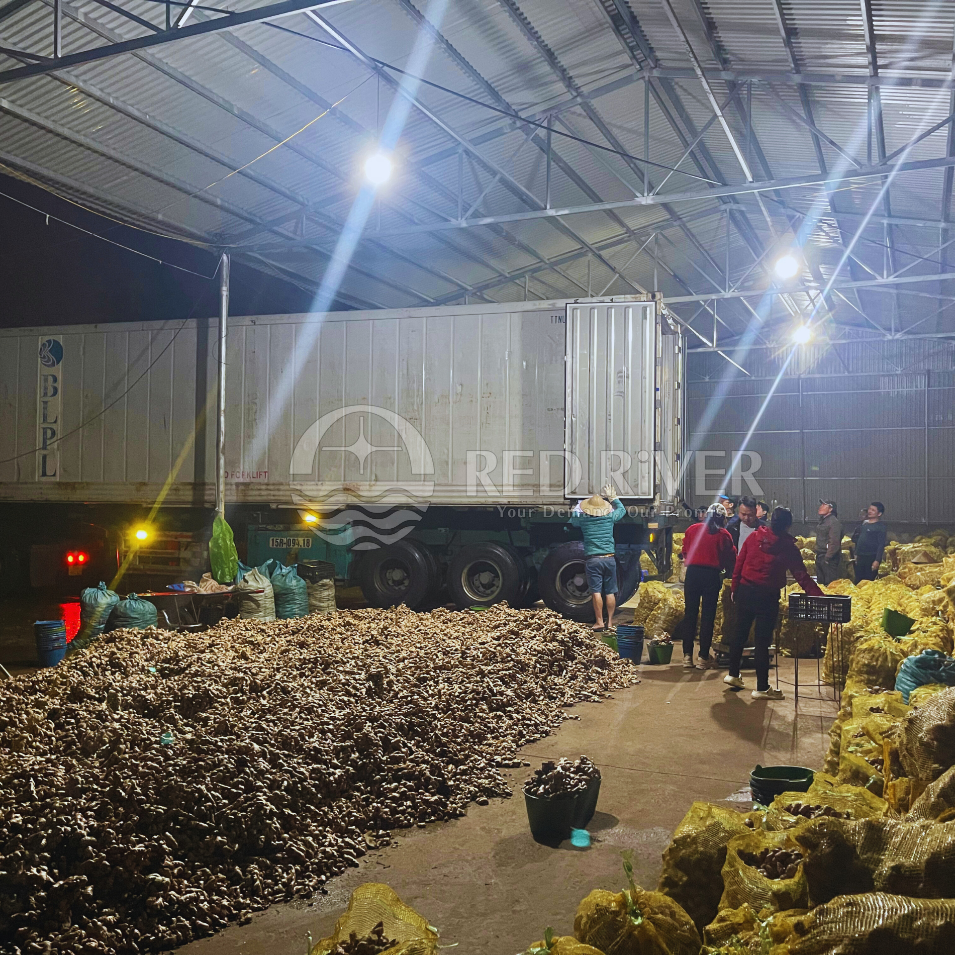 Fresh Ginger - Image 4