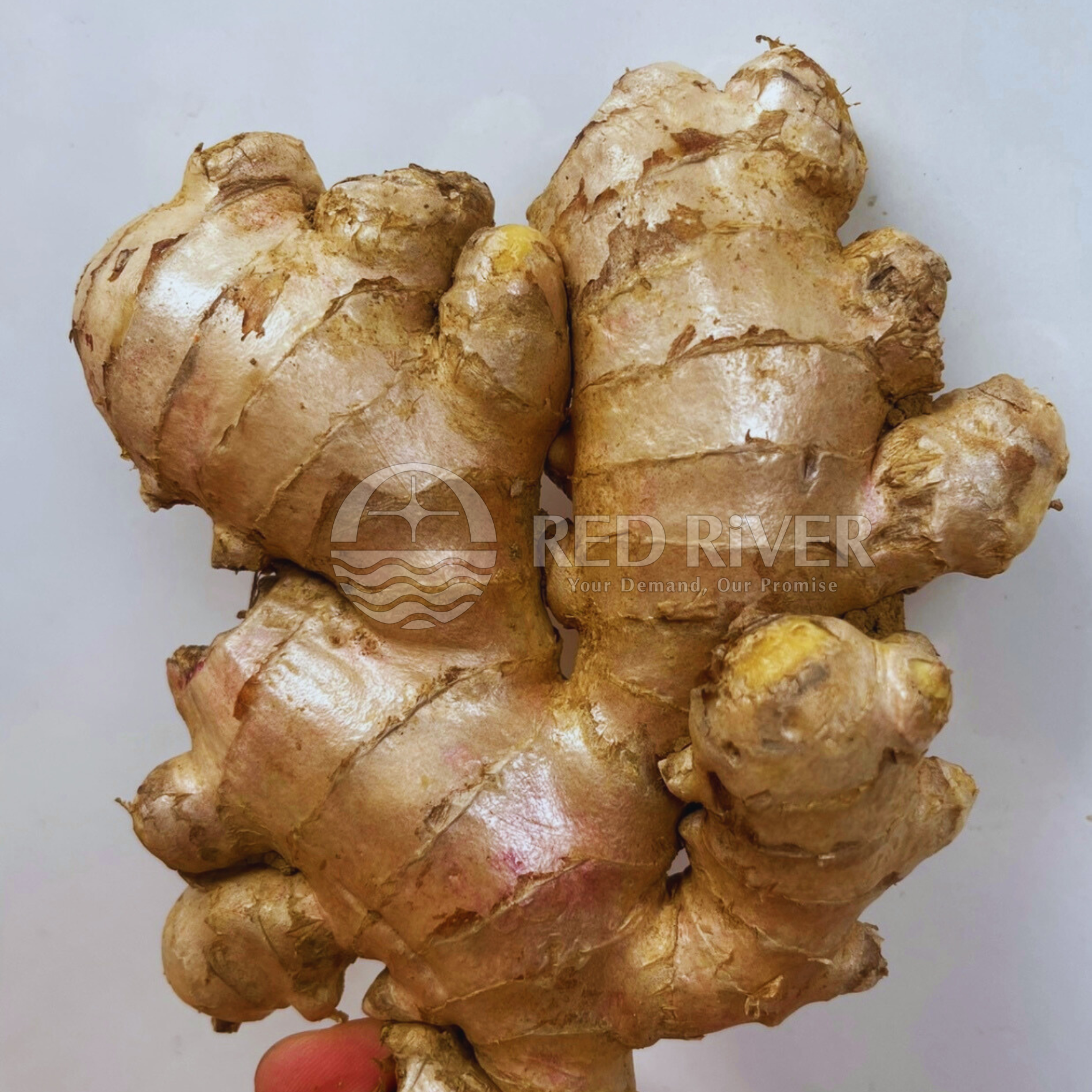 Fresh Ginger - Image 5