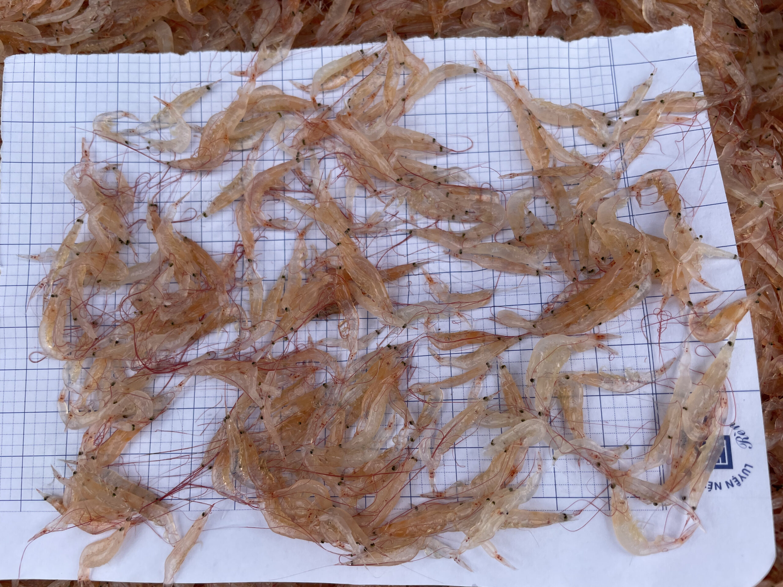 Fresh “Moi” - Treasures from the Vietnamese Sea - Image 3