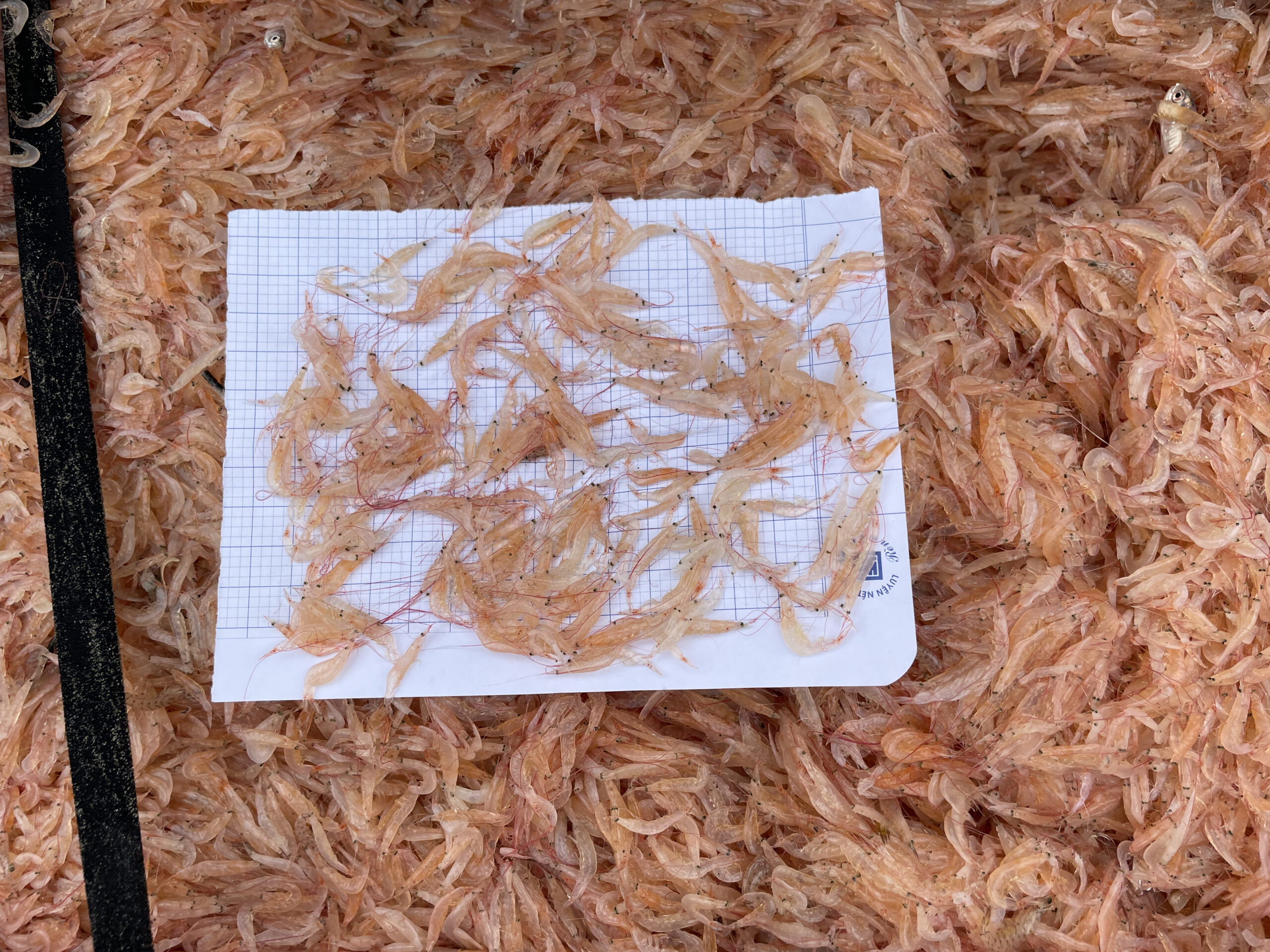 Fresh “Moi” - Treasures from the Vietnamese Sea