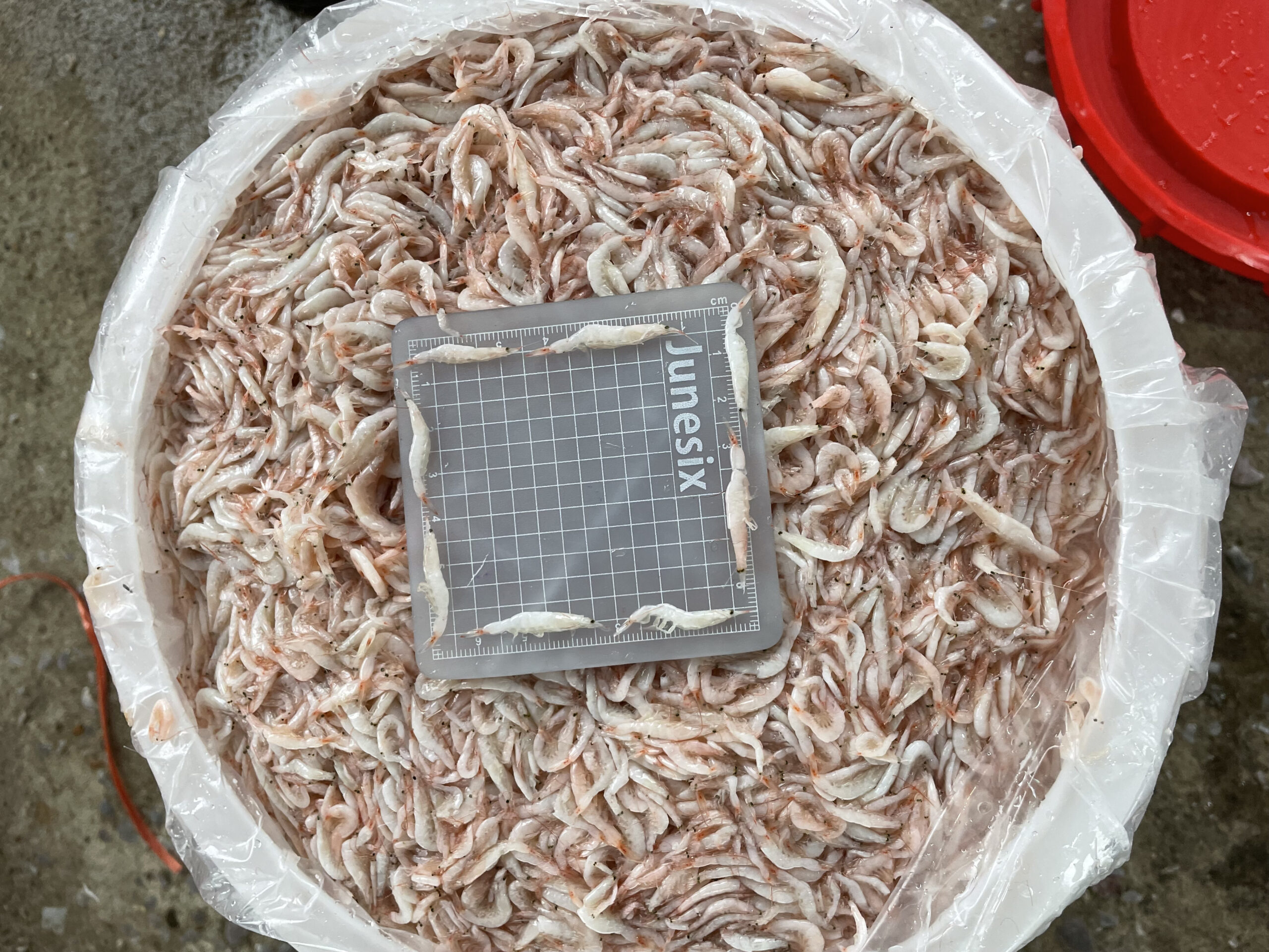 Fresh “Moi” - Treasures from the Vietnamese Sea - Image 4