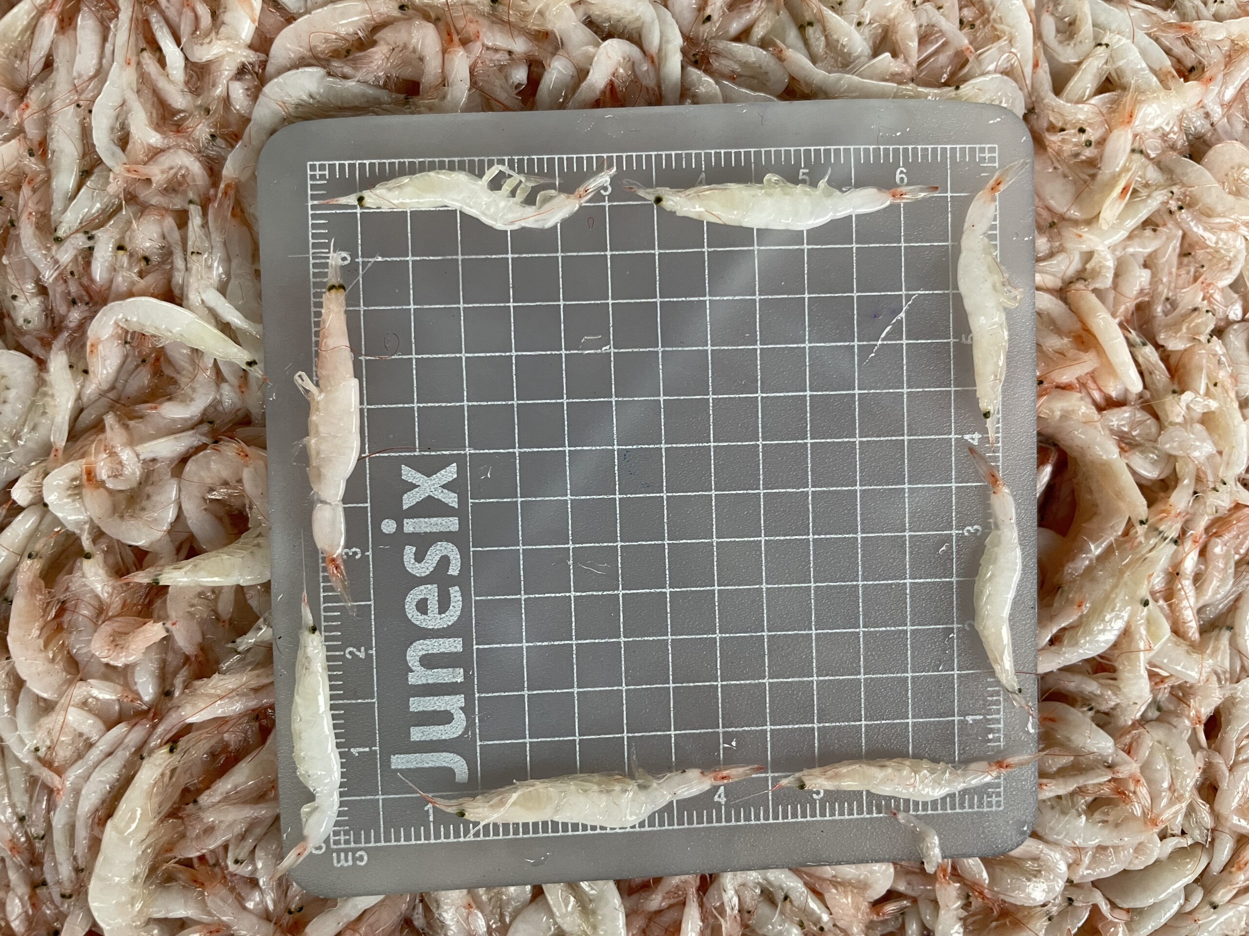 Fresh “Moi” - Treasures from the Vietnamese Sea - Image 5