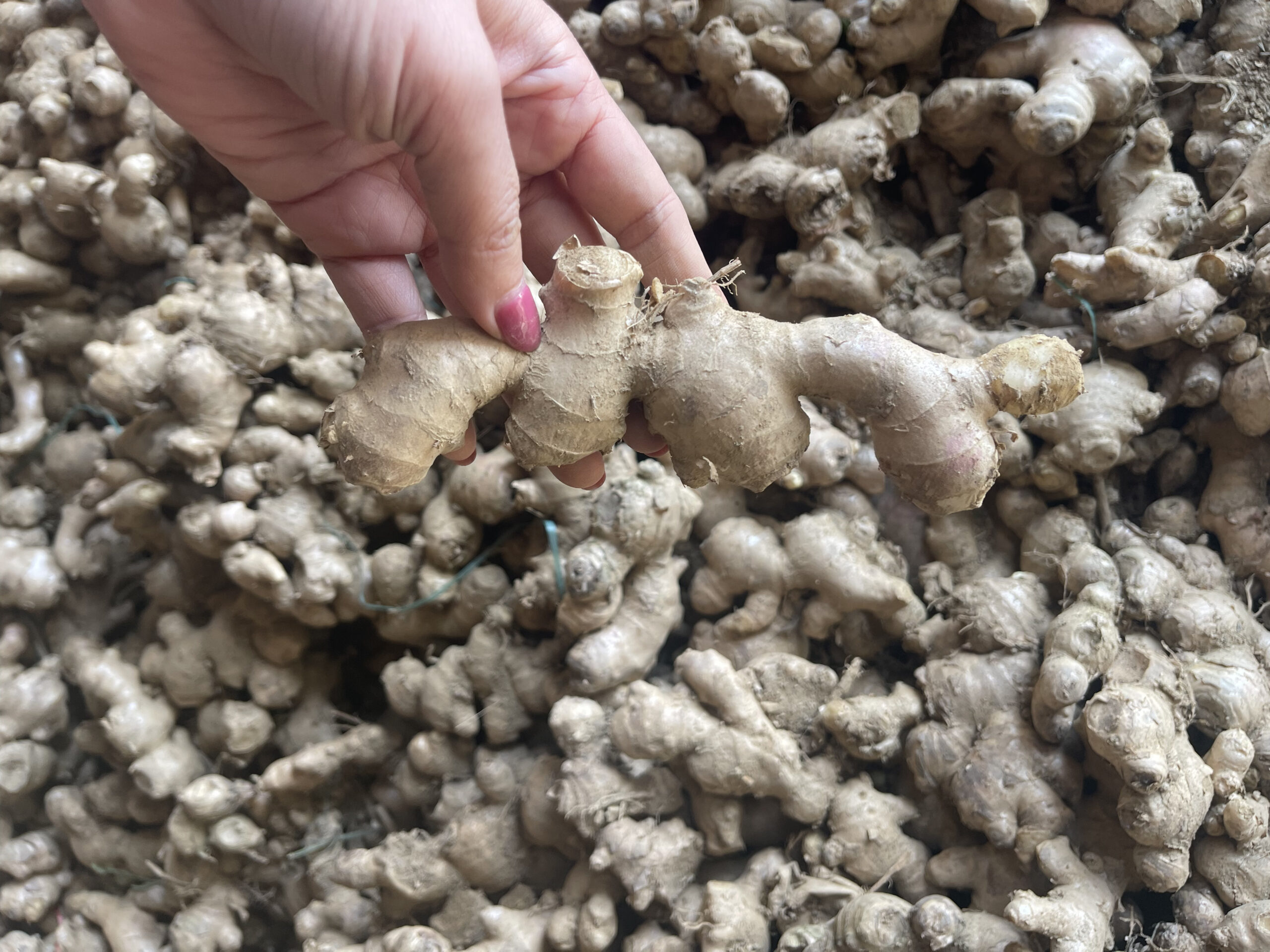 Ginger Powder - Image 2