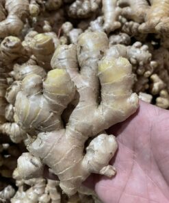 Fresh Ginger