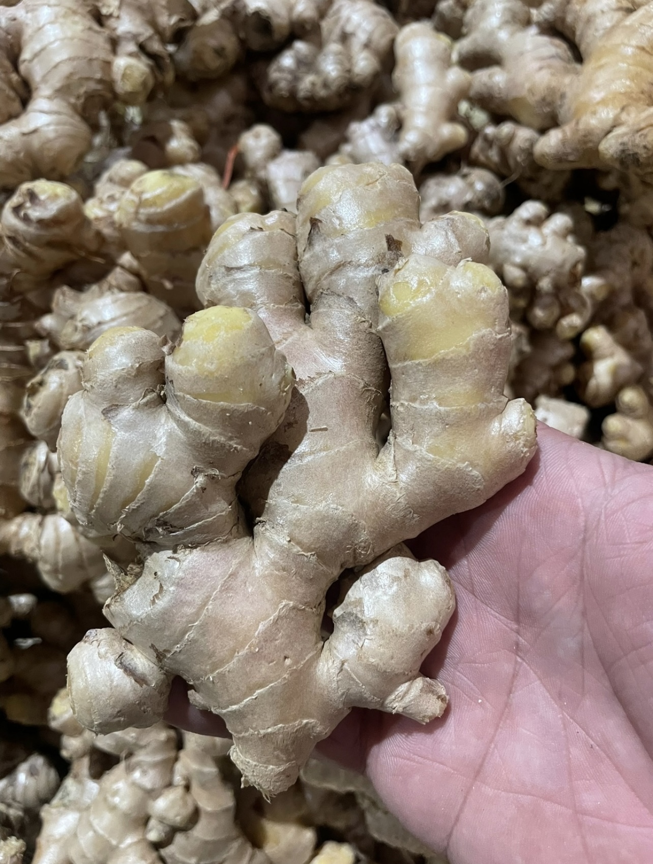 Fresh Ginger