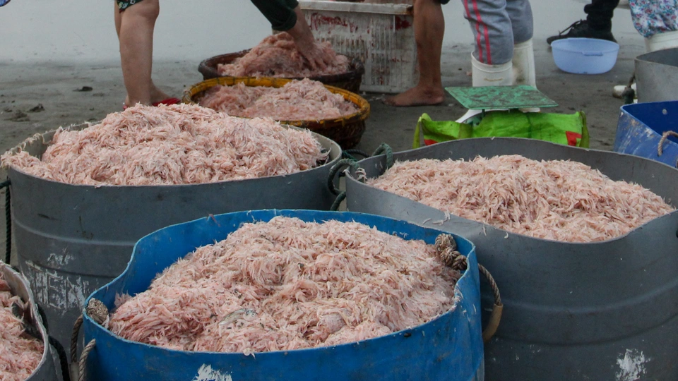 Fresh “Moi” - Treasures from the Vietnamese Sea - Image 2