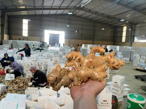 Ginger – Premium Vietnamese Ginger from the Northwestern Highlands - Image 4