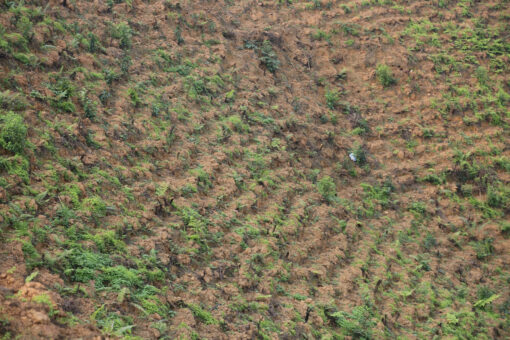 Ginger – Premium Vietnamese Ginger from the Northwestern Highlands - Image 7