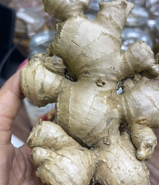 Ginger – Premium Vietnamese Ginger from the Northwestern Highlands - Image 9