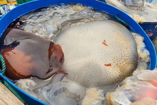 Vietnamese Jellyfish - A Taste of the Ocean’s Purity - Image 2