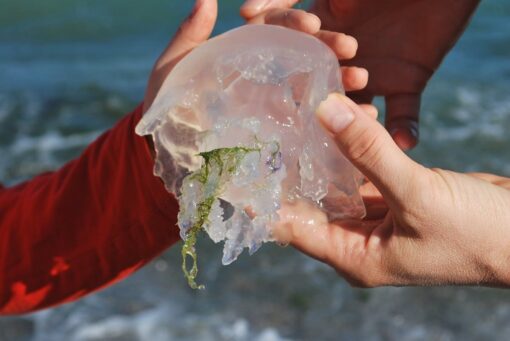 Vietnamese Jellyfish - A Taste of the Ocean’s Purity - Image 3