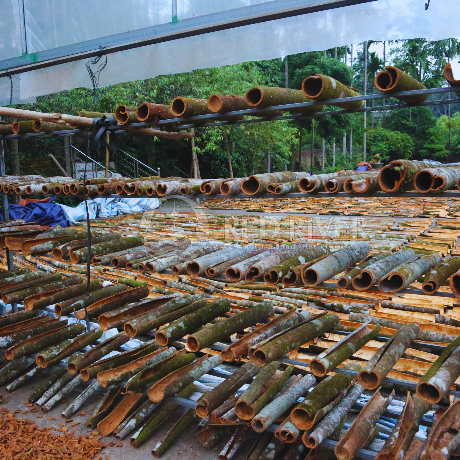 Cinnamon Tube AB Grade - Image 3