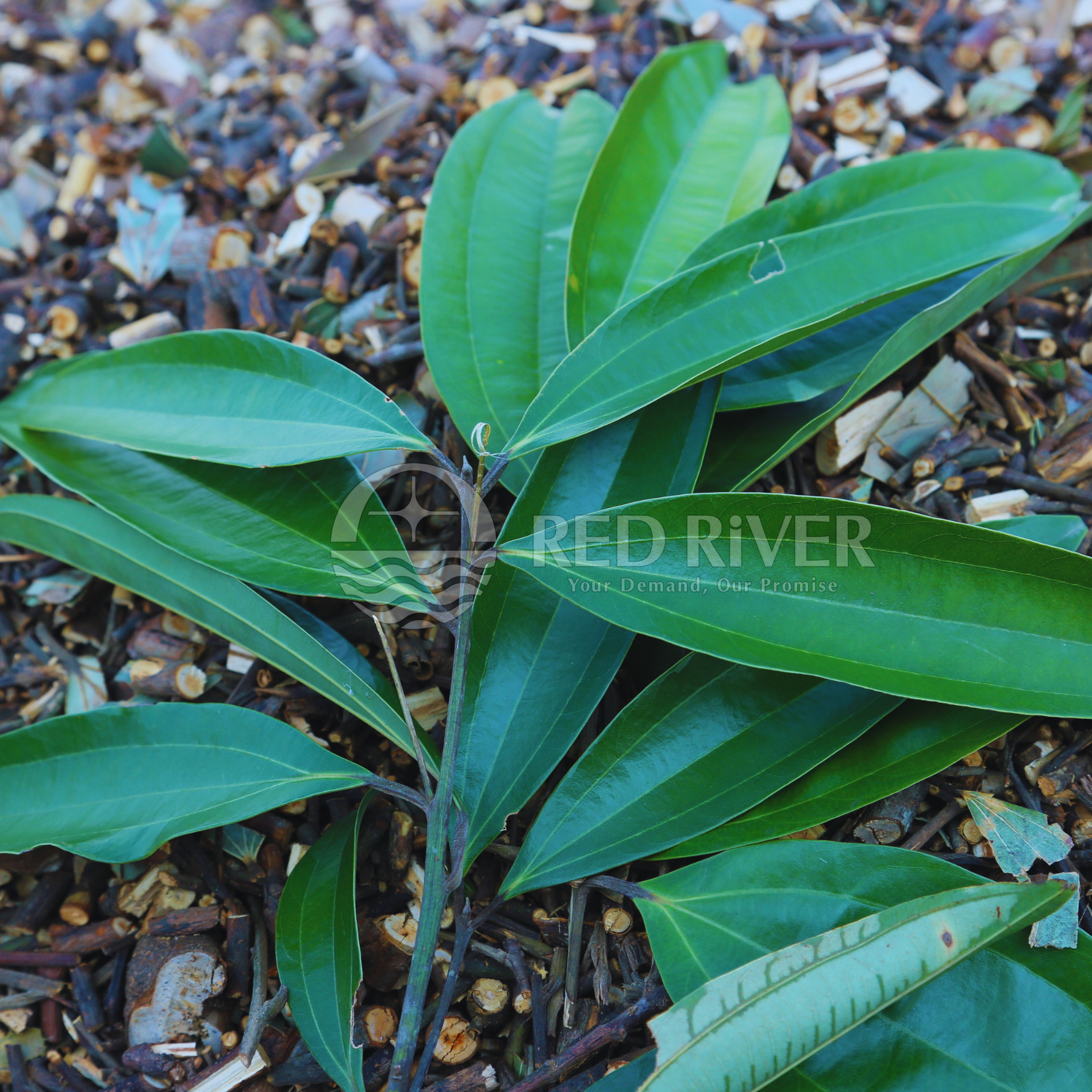 Cinnamon Leaf Powder - Image 2