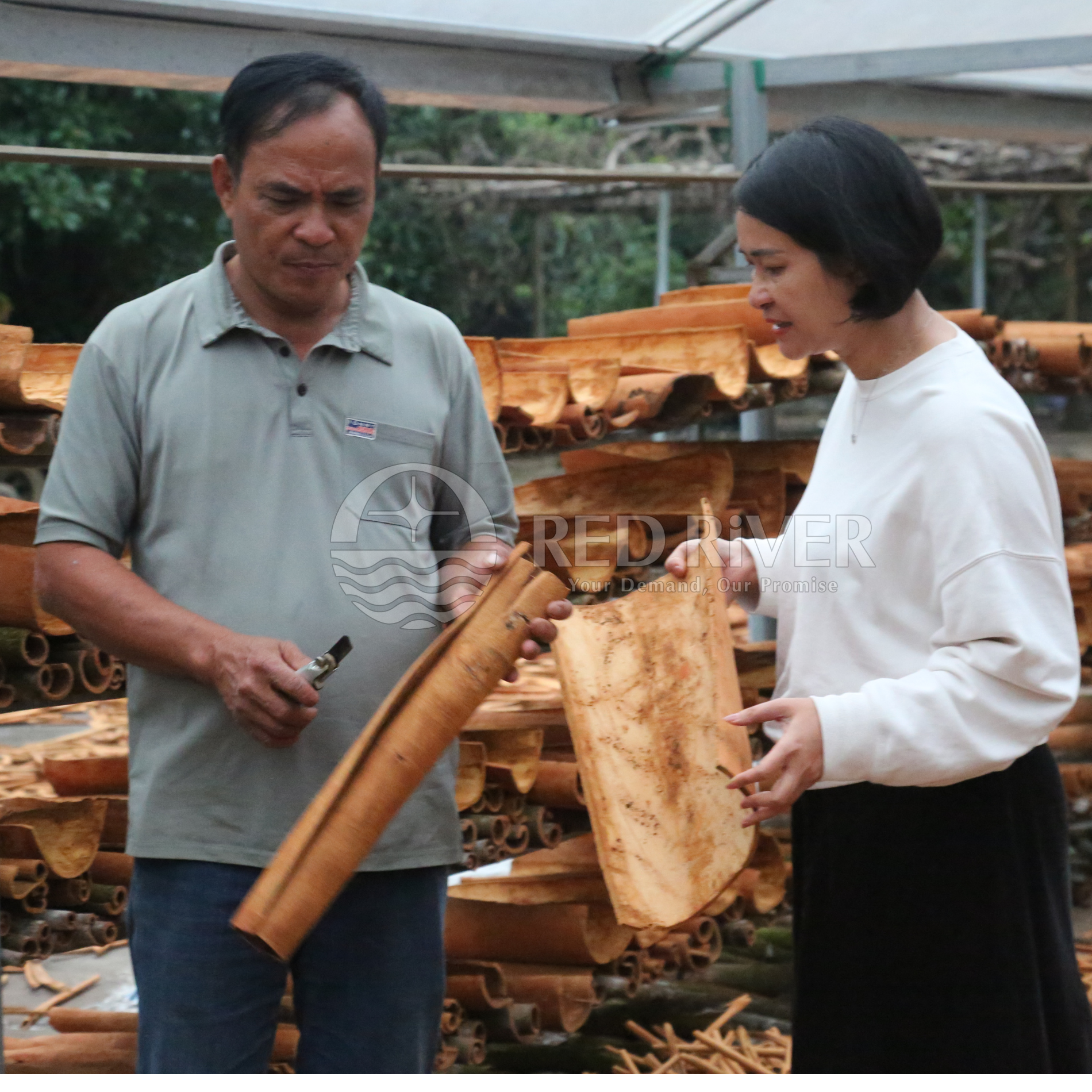 Cinnamon Tube AB Grade - Image 6