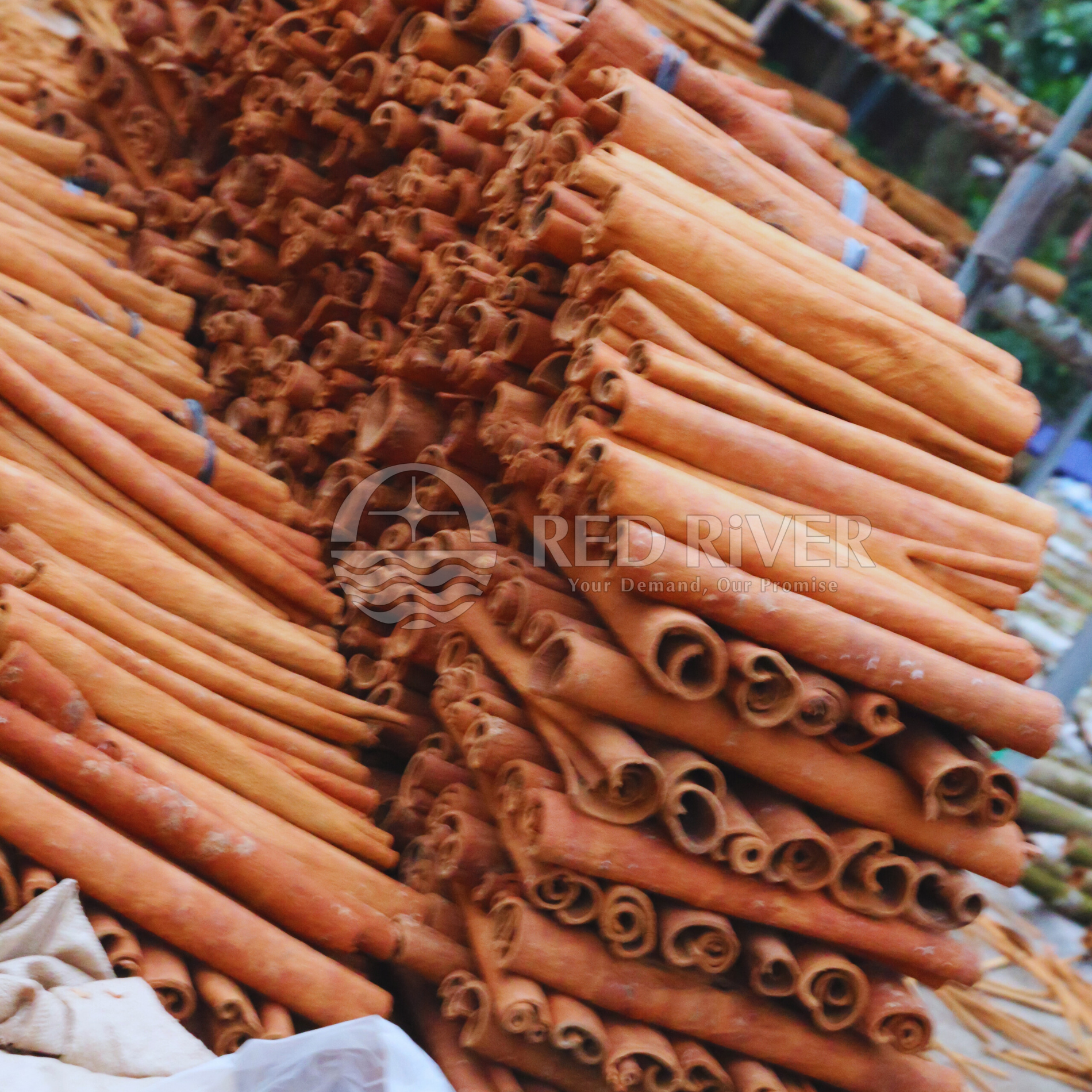 Cinnamon Tube AB Grade - Image 4