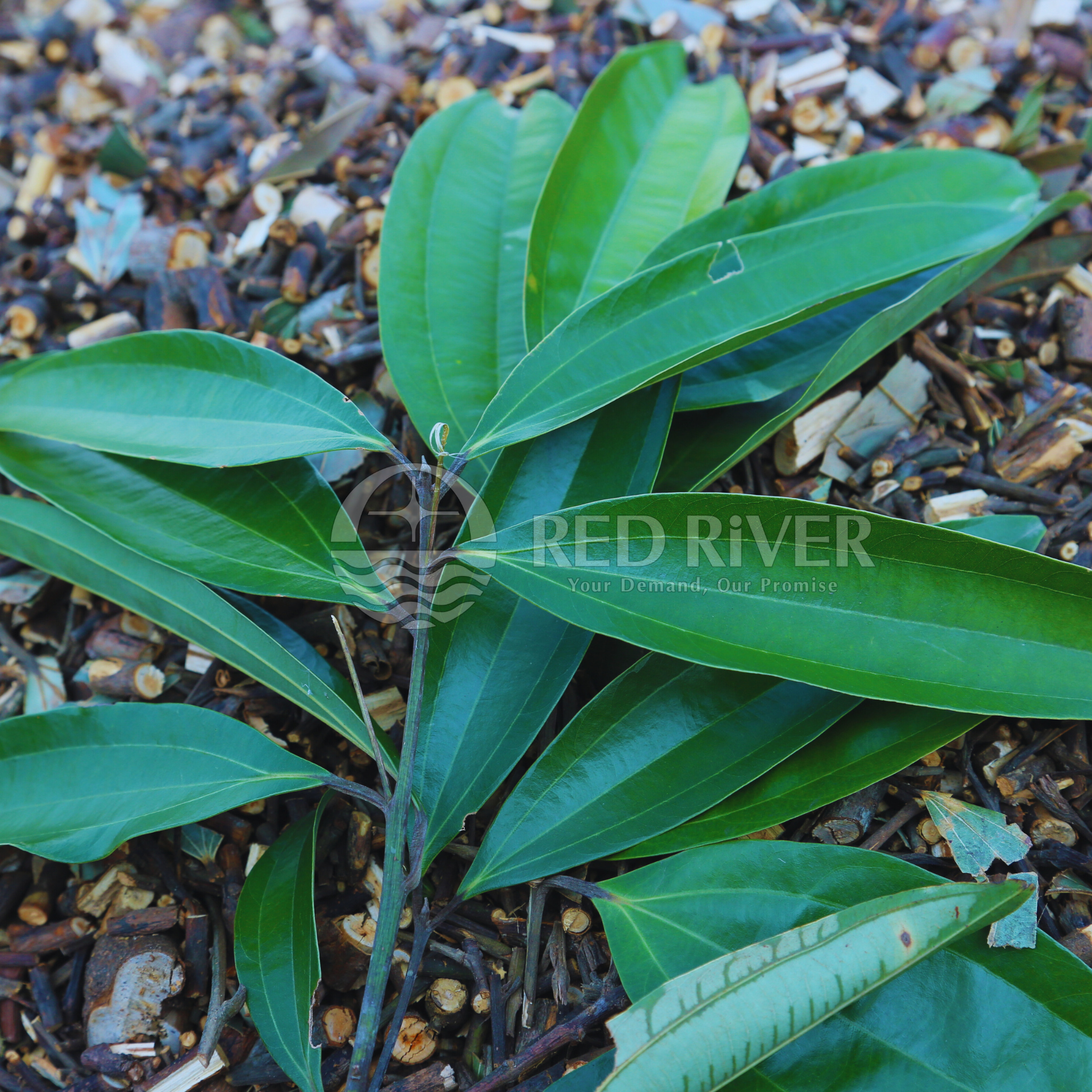 Cinnamon Leaf Essential Oil - Image 4
